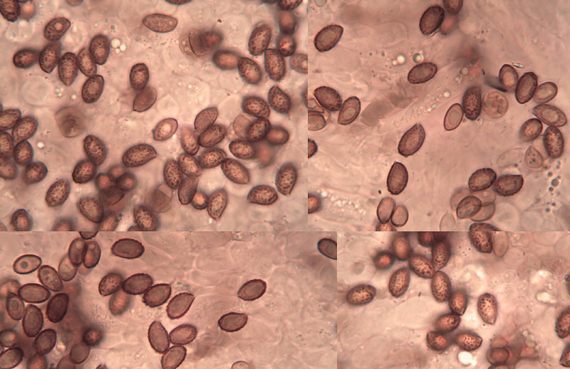 Cortinarius duracinus spory